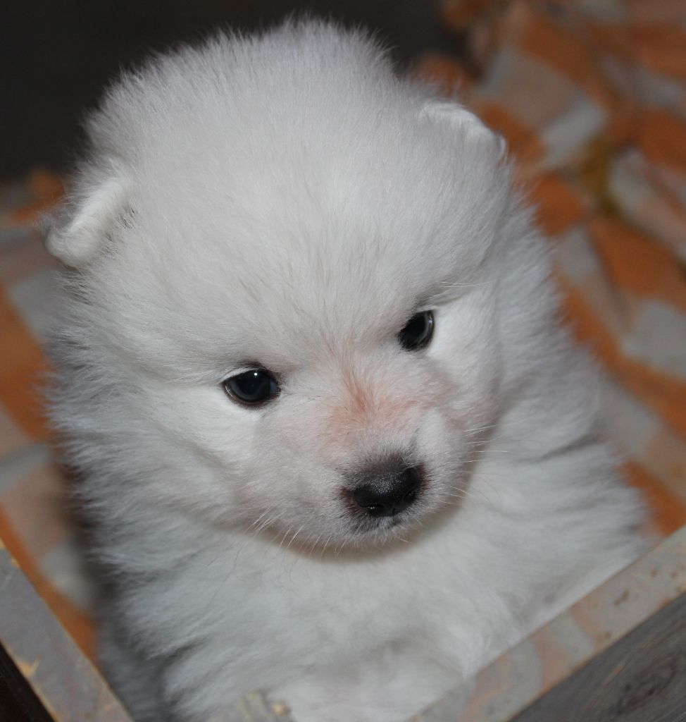 Nelly Noël - Chiots disponibles - Spitz japonais