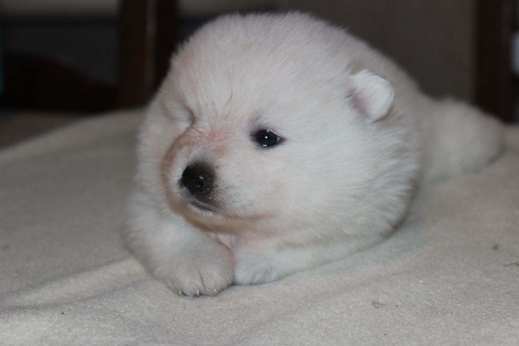 Nelly Noël - Chiots disponibles - Spitz japonais